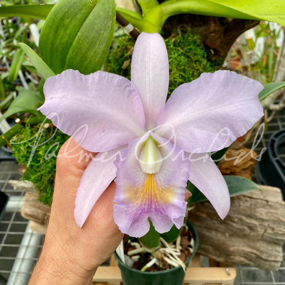 Cattleya+Eros+-+Palmer+Orchids